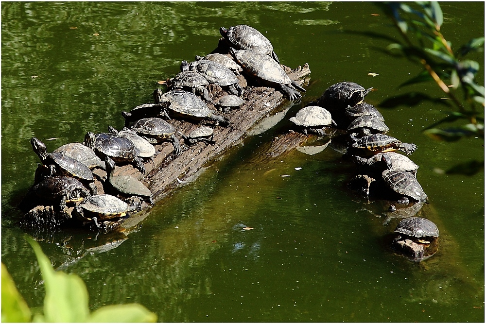 Siesta im Teich