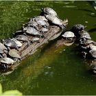 Siesta im Teich