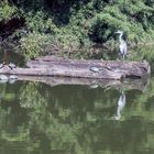 Siesta im Teich