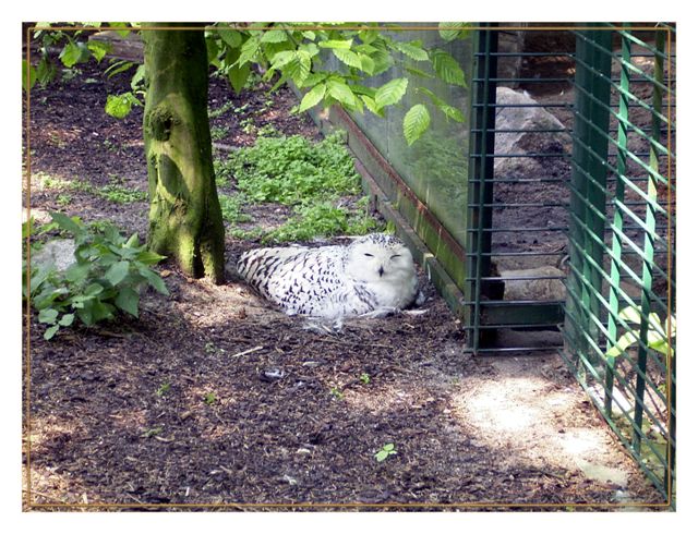 Siesta im Tierpark Neumünster