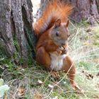 Siesta im Wald