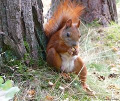 Siesta im Wald