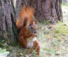 Siesta im Wald 2