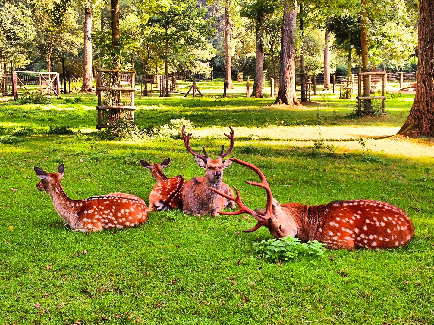 Siesta im Wildpark