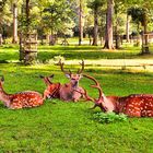 Siesta im Wildpark