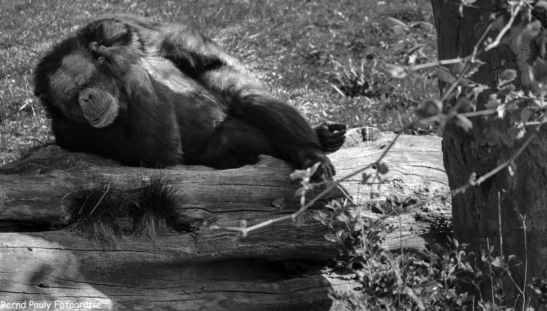 Siesta im Zoo Neuwied