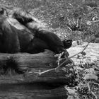 Siesta im Zoo Neuwied