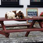 Siesta in Cleggan