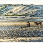 Siesta in den Dünen II. - Sieste dans les dunes II.