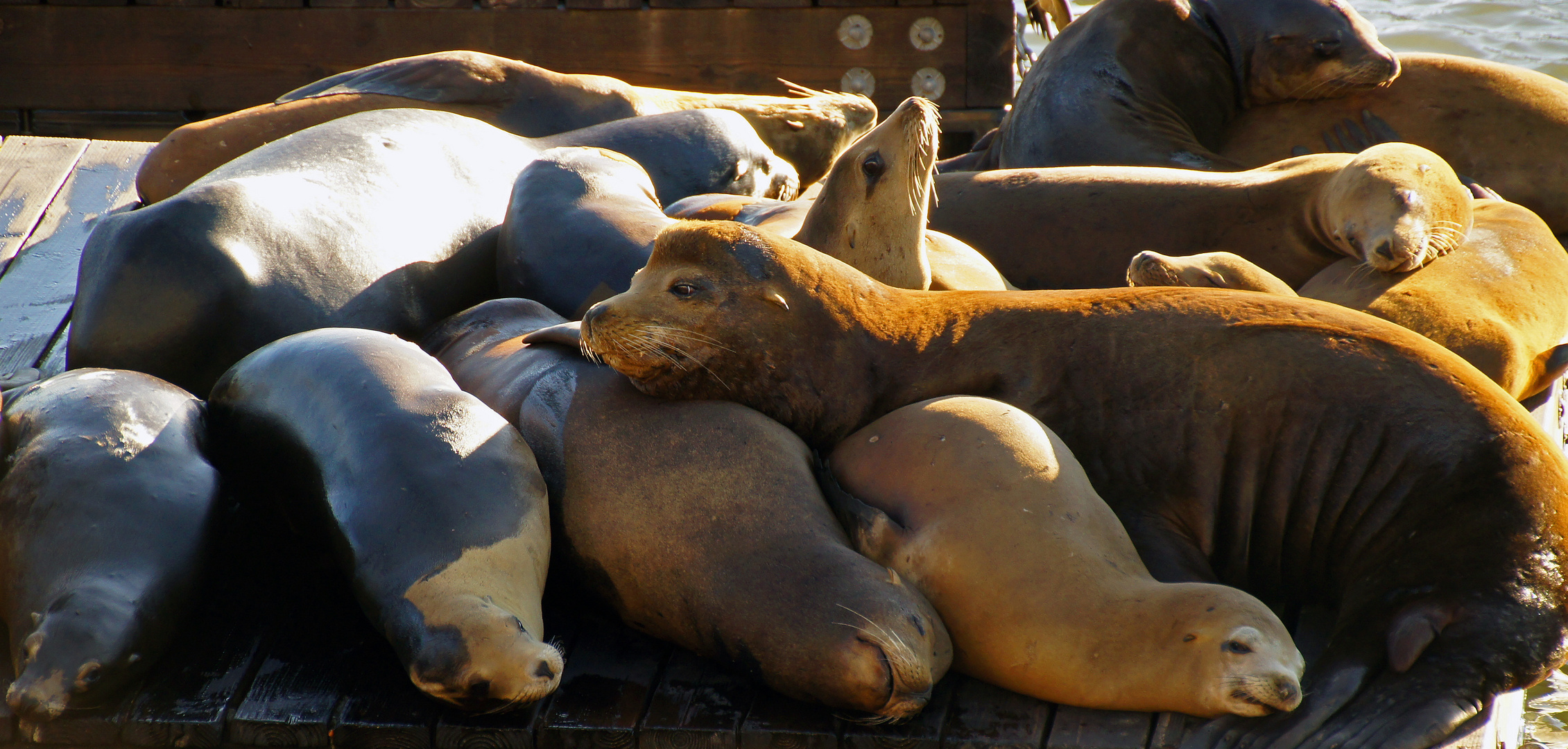 Siesta in der Abendsonne