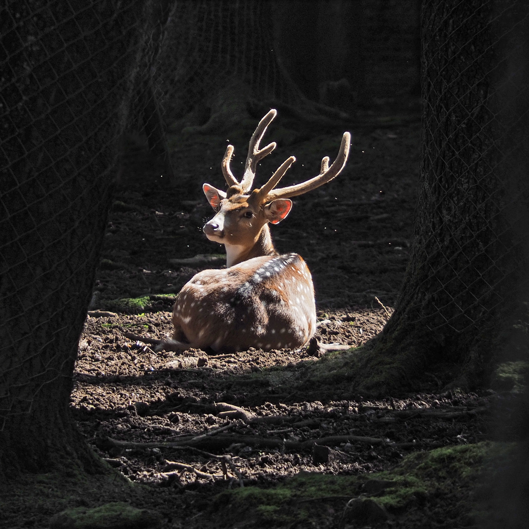 Siesta in der Abendsonne