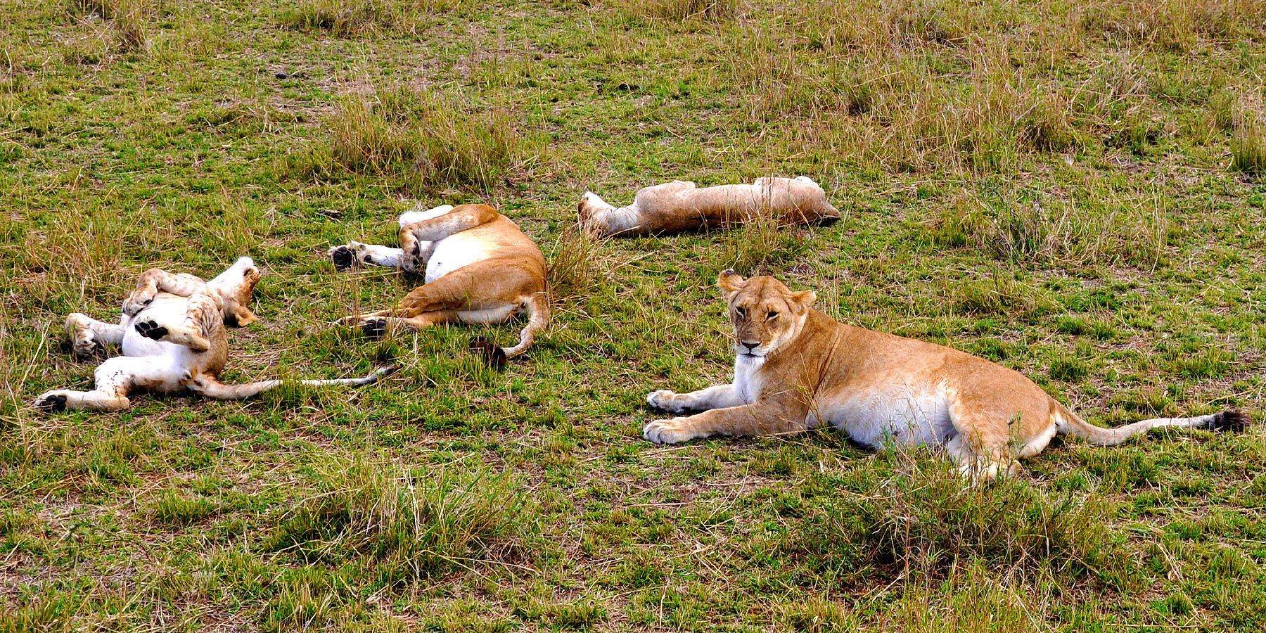 Siesta in der Masai Mara