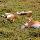 Siesta in der Masai Mara