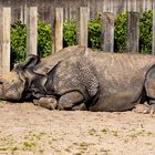 Siesta in der Mittagssonne