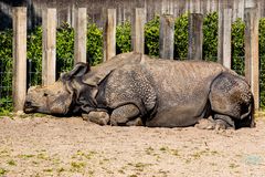 Siesta in der Mittagssonne