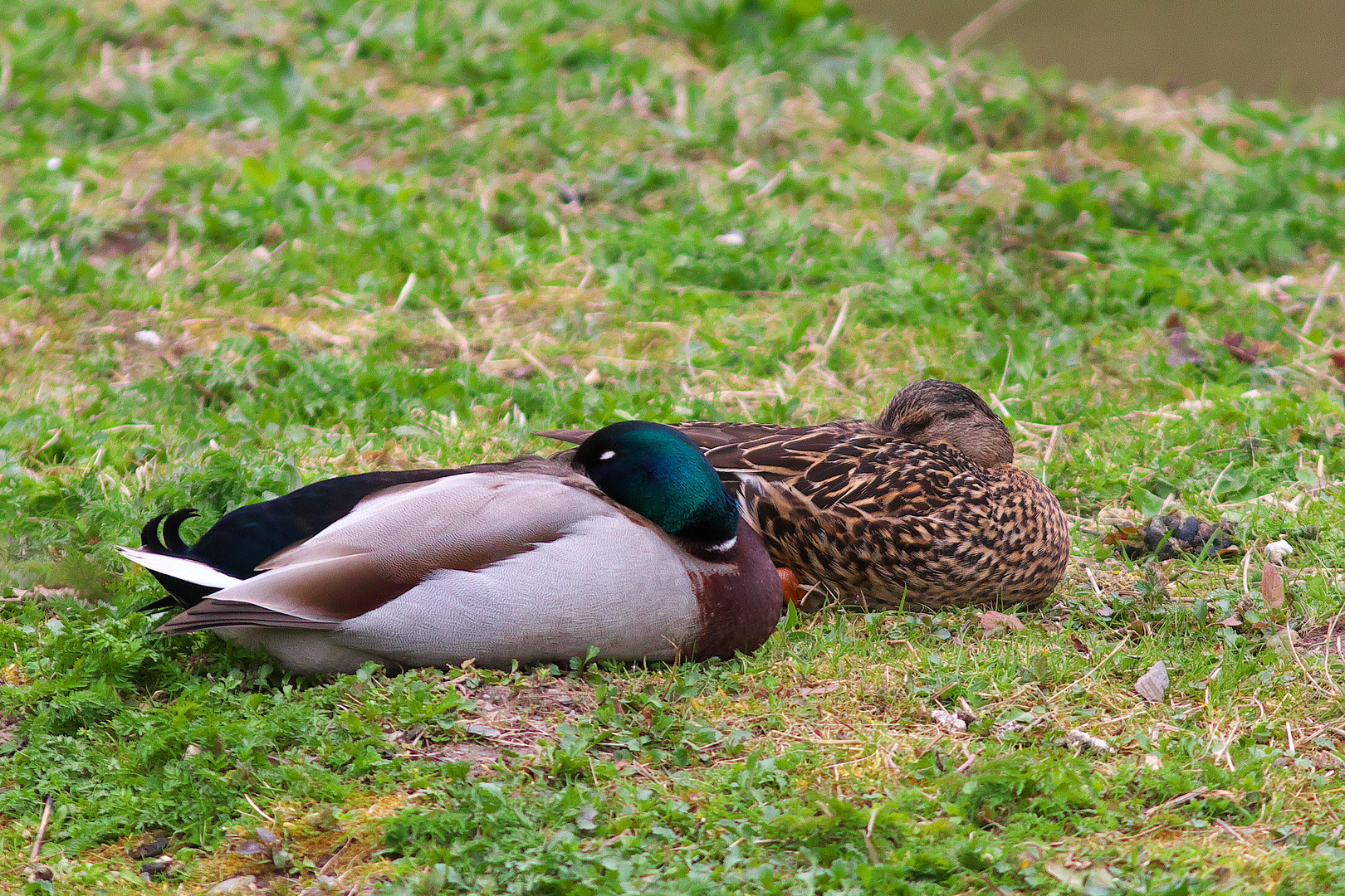 Siesta in der Mittagssonne bei den Stockenten