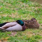 Siesta in der Mittagssonne bei den Stockenten