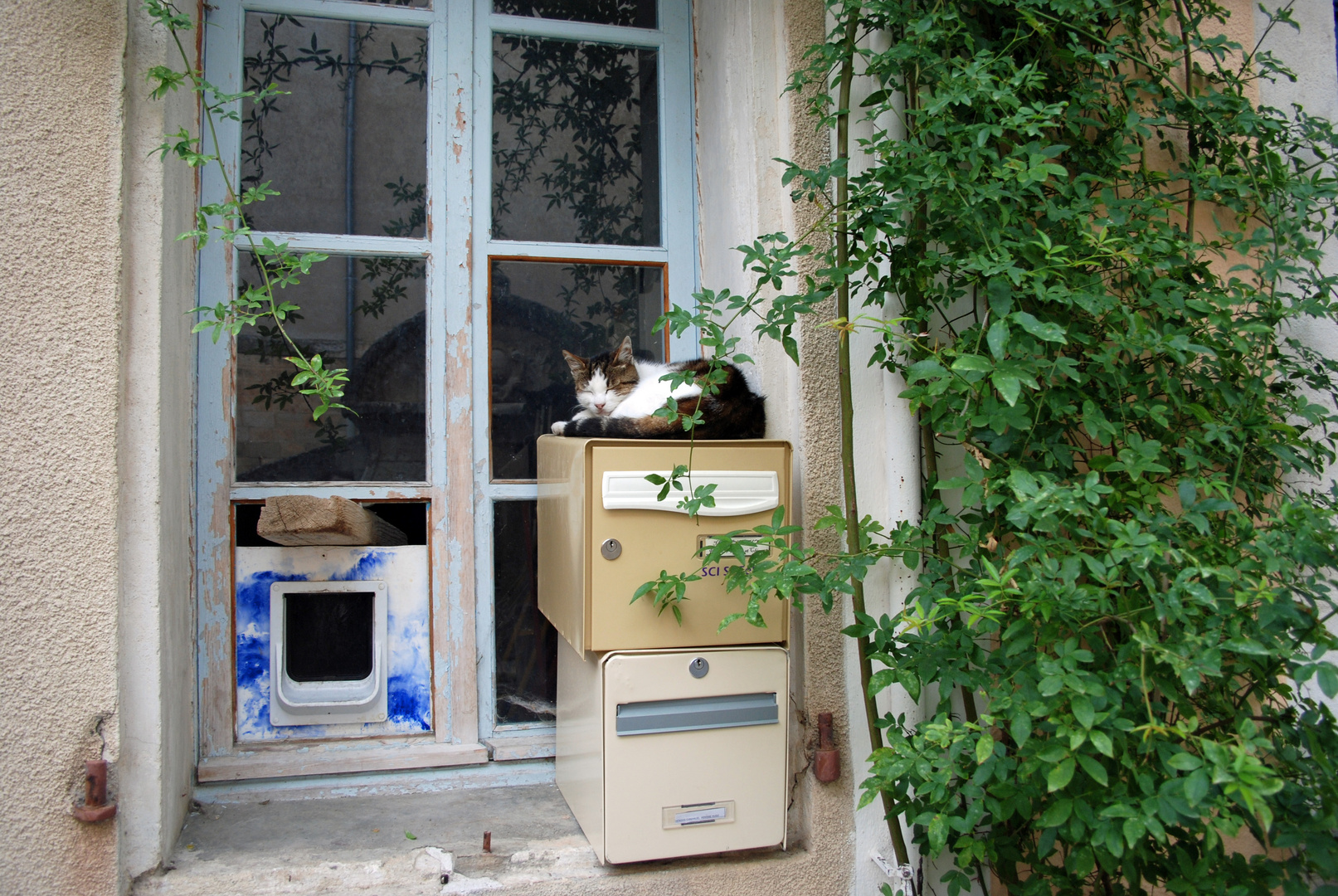 Siesta in der Mittagszeit vorm Katzenhaus