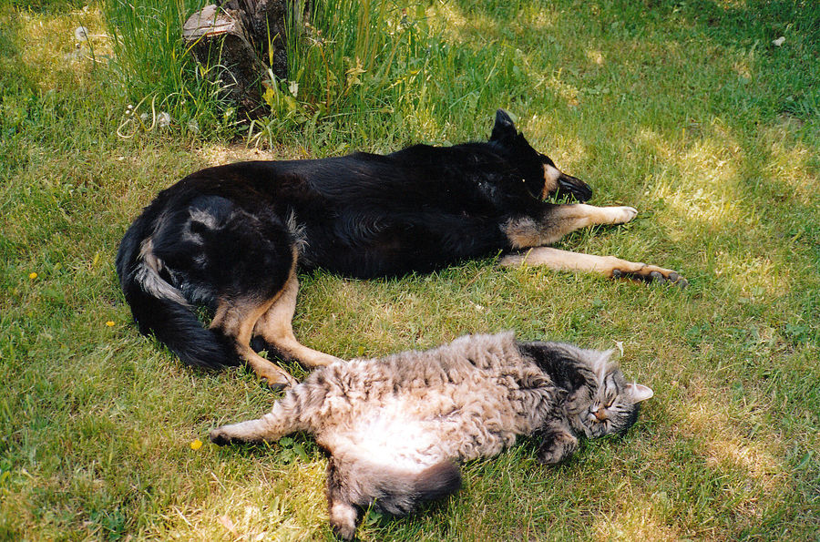 Siesta in der Sommerhitze