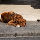 Siesta in der Toreinfahrt