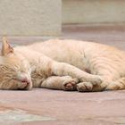 Siesta in Dubrovnik 2