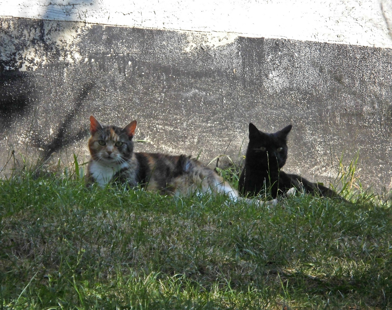 Siesta, in Nachbars Garten. 