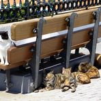 Siesta in Nerja