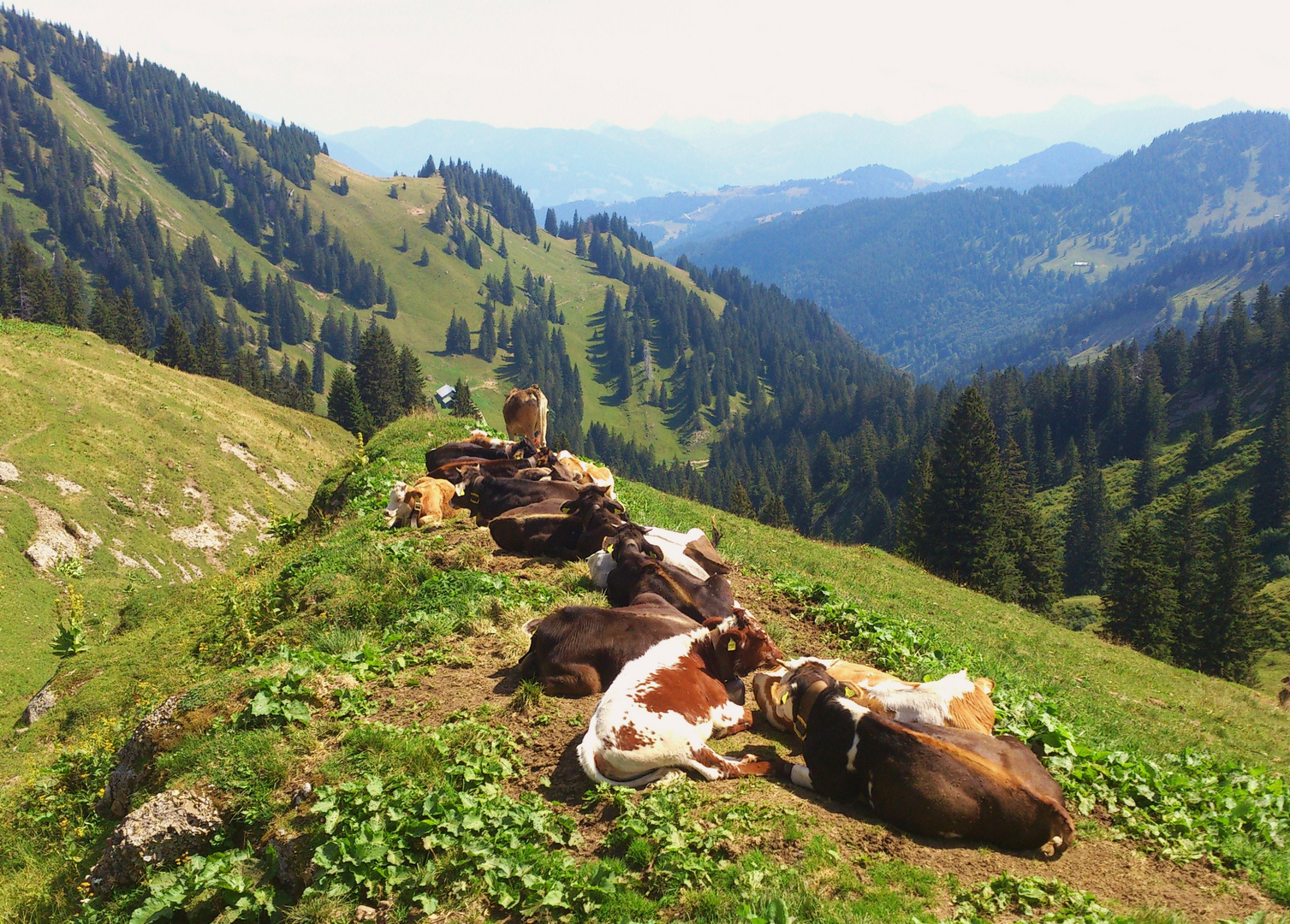 Siesta in Reih und Glied