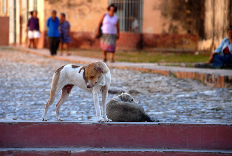 Siesta in Trinidad oder Cubas Hunde 2