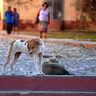 Siesta in Trinidad oder Cubas Hunde 2