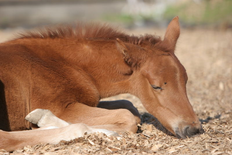 Siesta [K]