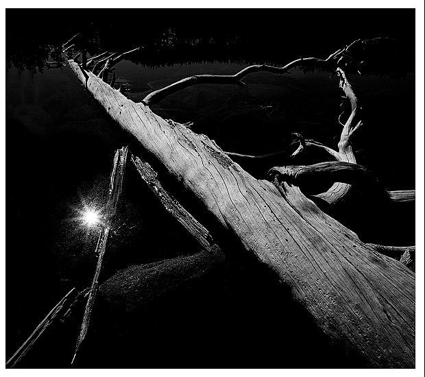 Siesta Lake, Fallen Tree