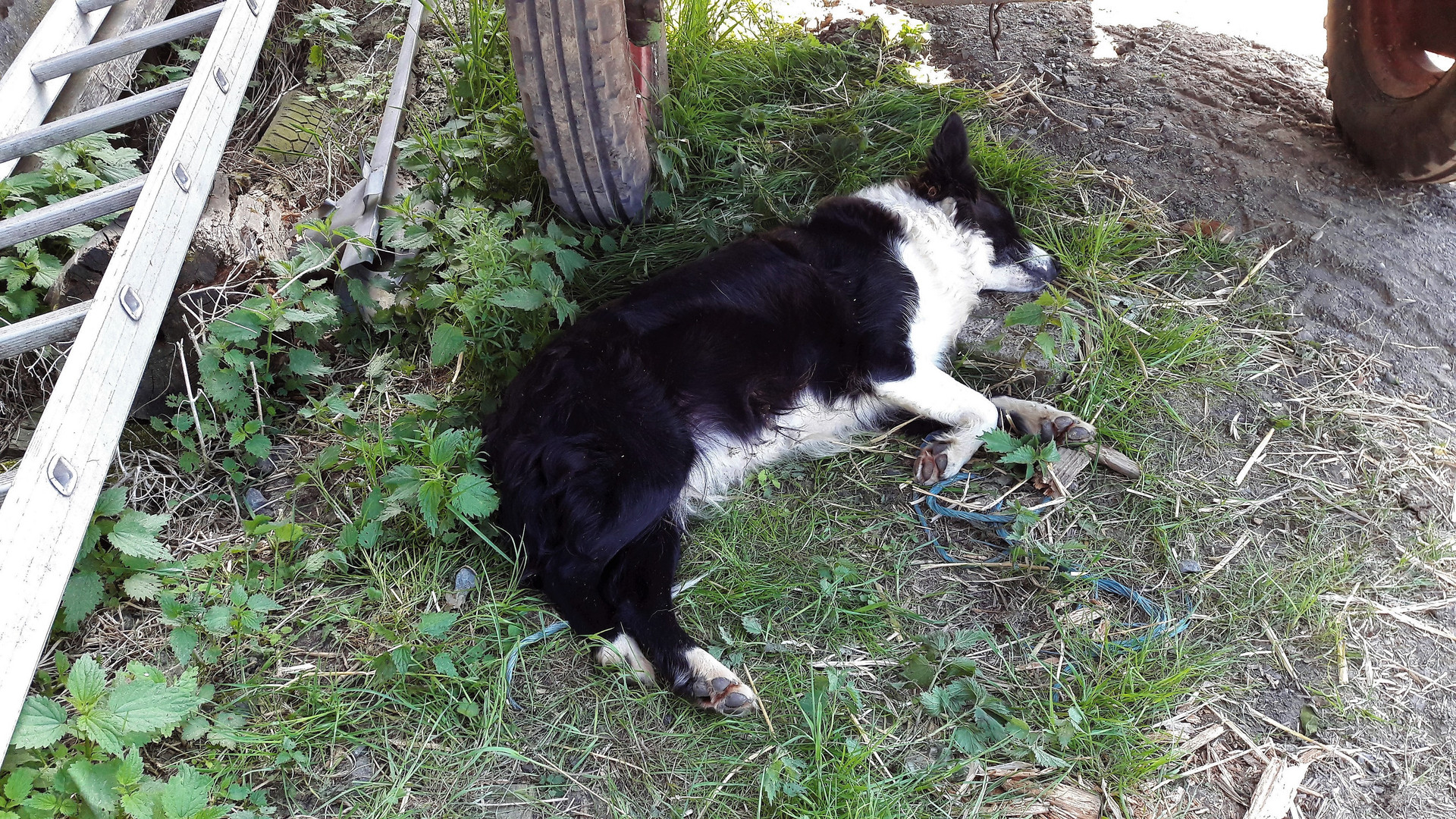 Siesta meiner Mitarbeiterin  im  Schatten des Geräteträgers 