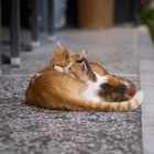 Siesta mit Mama