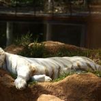 Siesta - Mittagschläfchen - Tiger - Aguilas del Teide