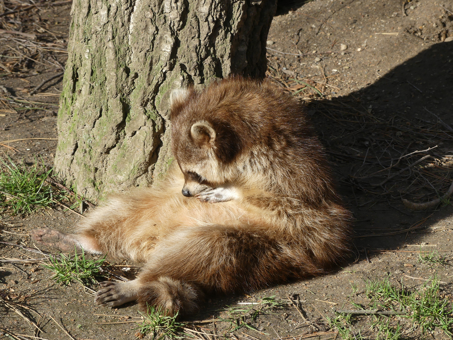 Siesta nach Waschbärart