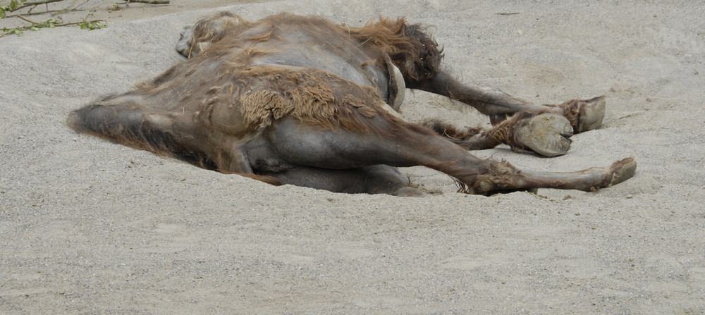 Siesta oder Hols der Geier