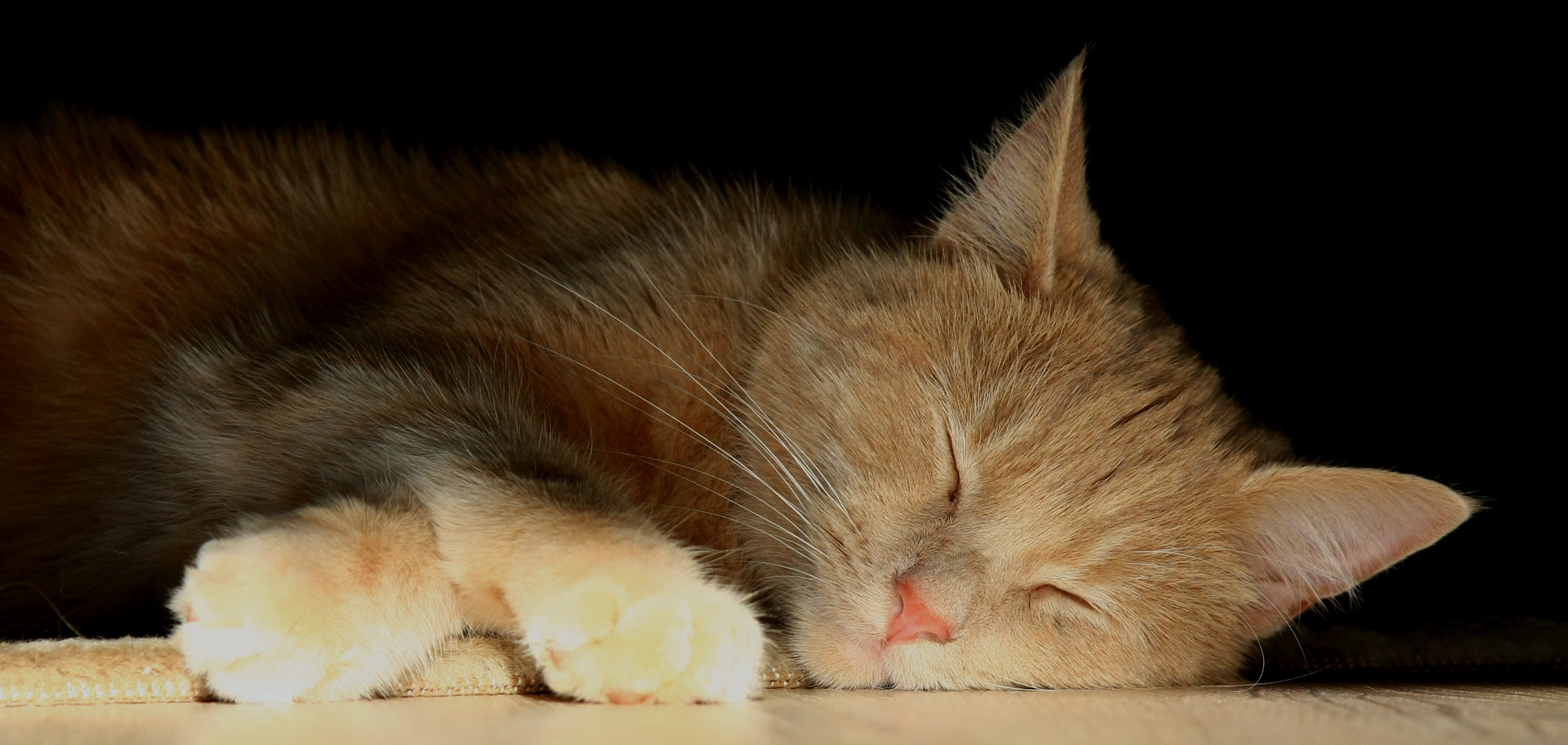 Siesta , oder : Katze müsste man sein.