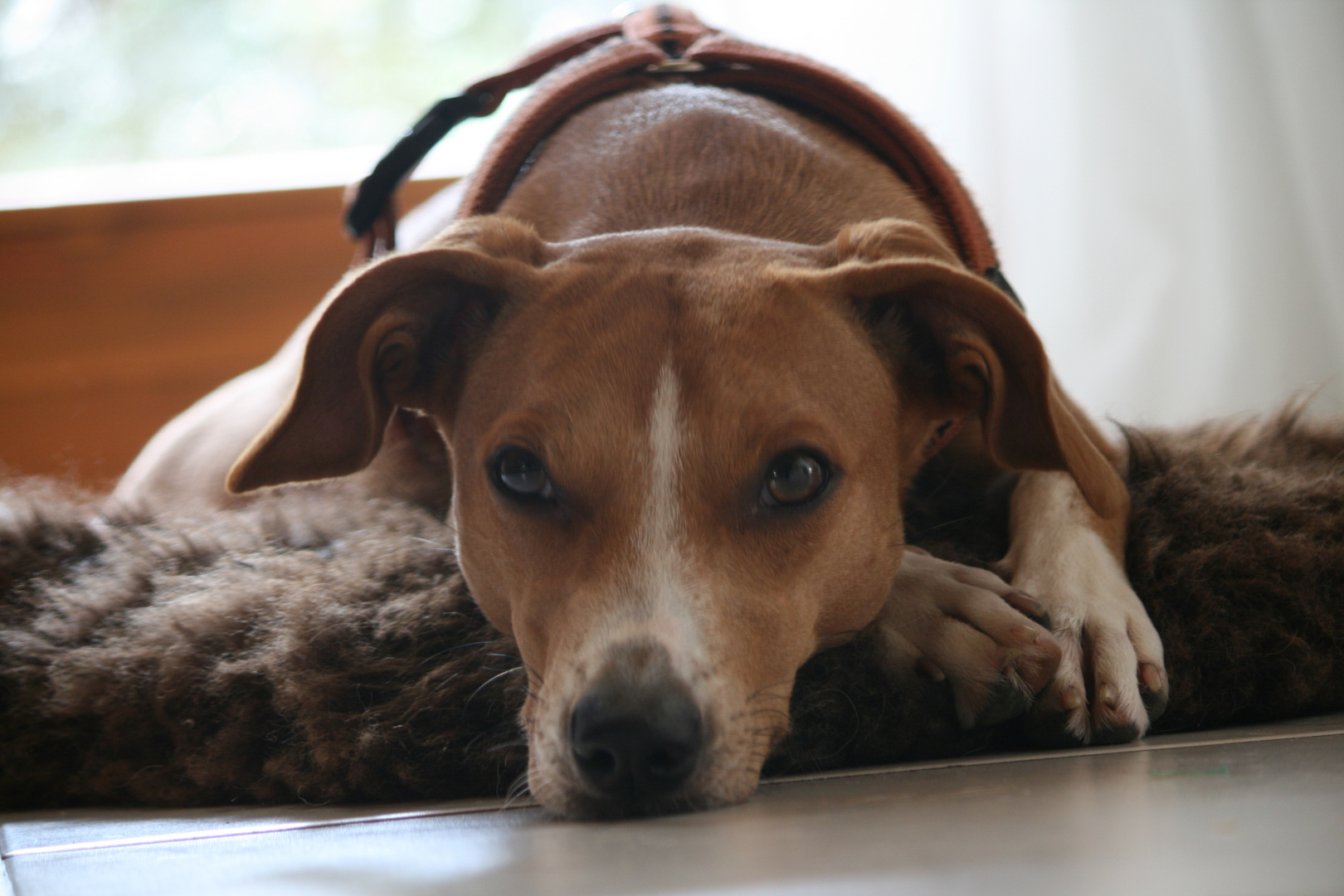 Siesta oder Ruhe vor dem Sturm