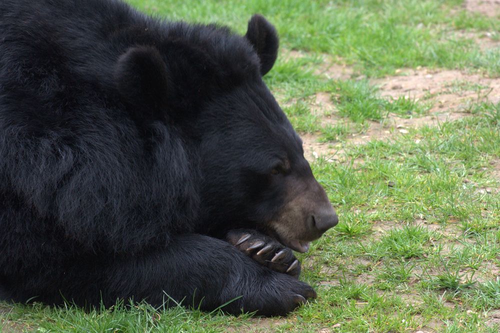 Siesta? oder schmollt der?