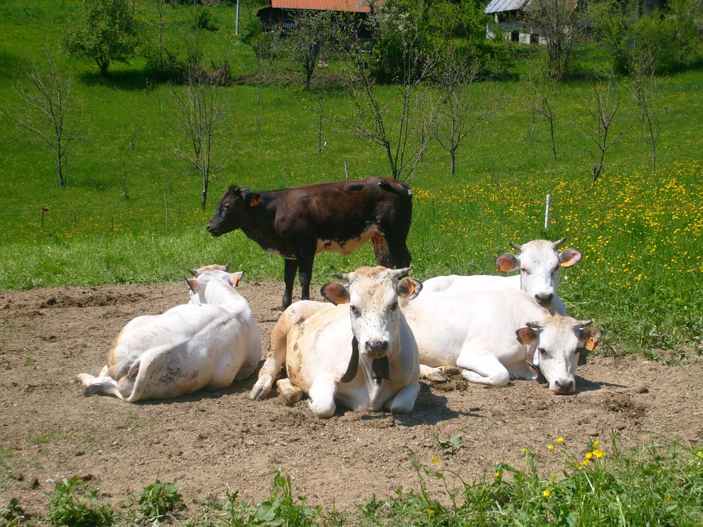 siesta pomeridiana