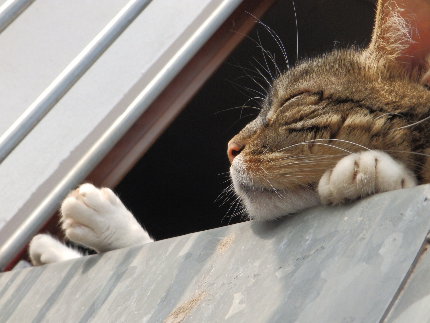 siesta pomeridiana