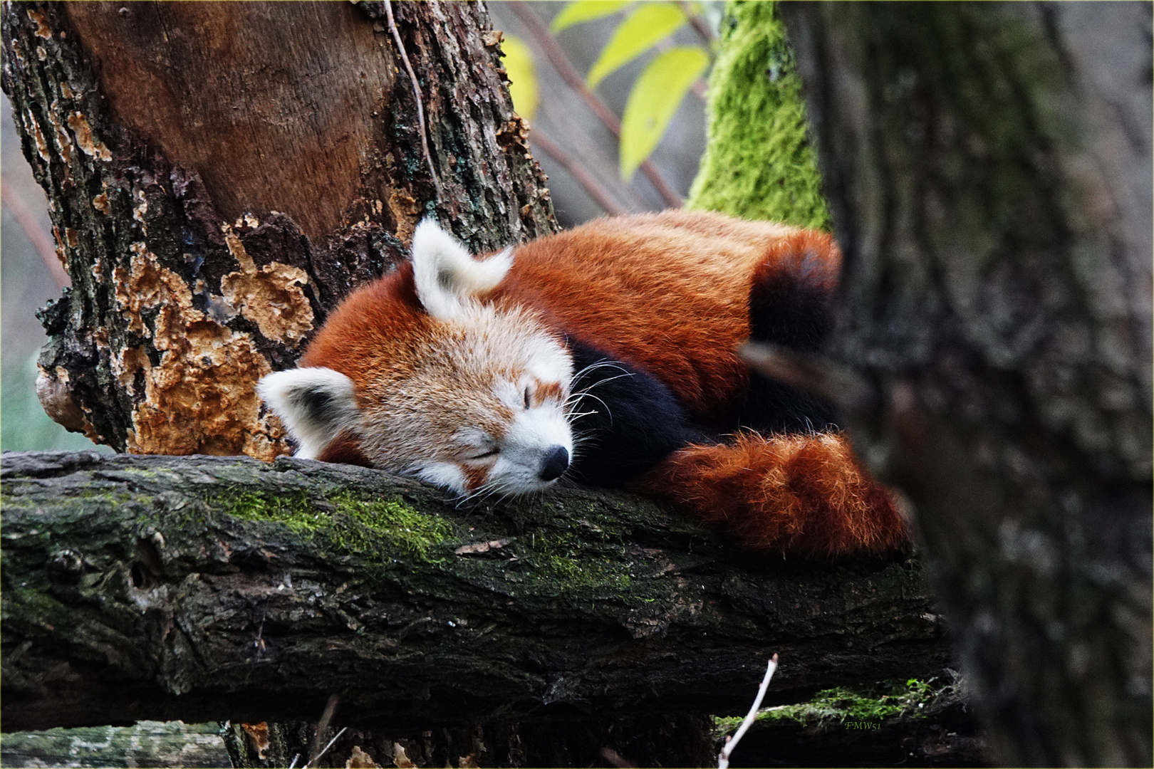 Siesta sur l'arbre en Novembre