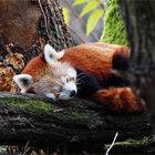 Siesta sur l'arbre en Novembre