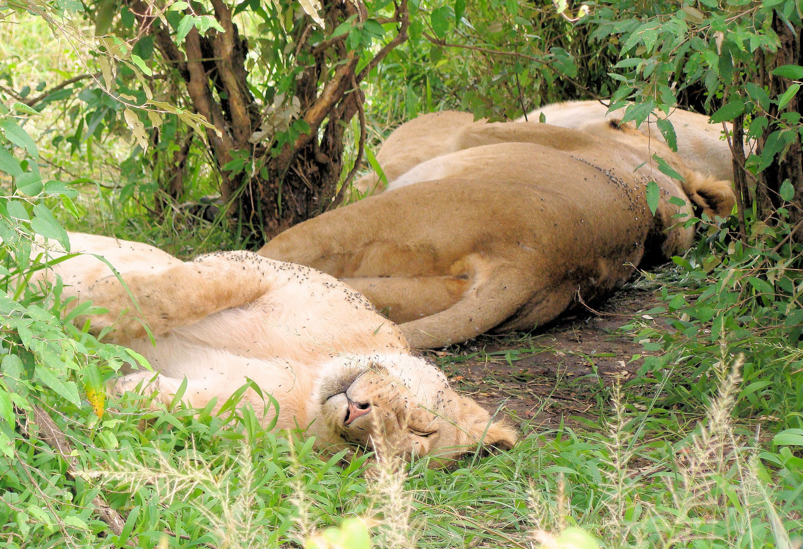 Siesta Teil 2