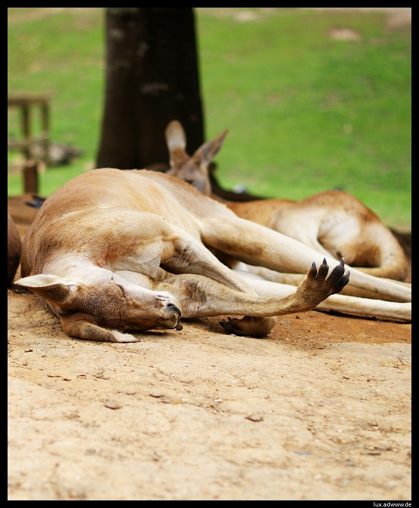 Siesta time