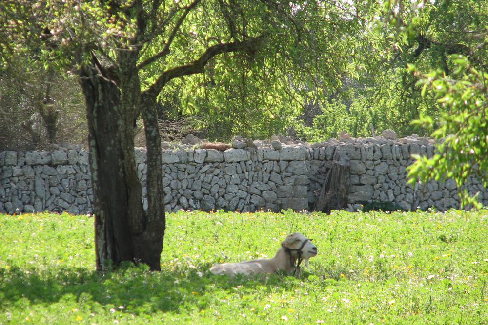 Siesta Time_LLubí (Mallorca)