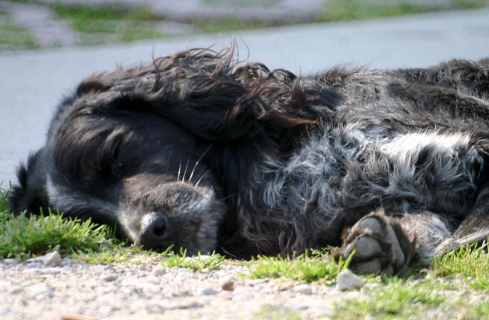 Siesta Türkicana