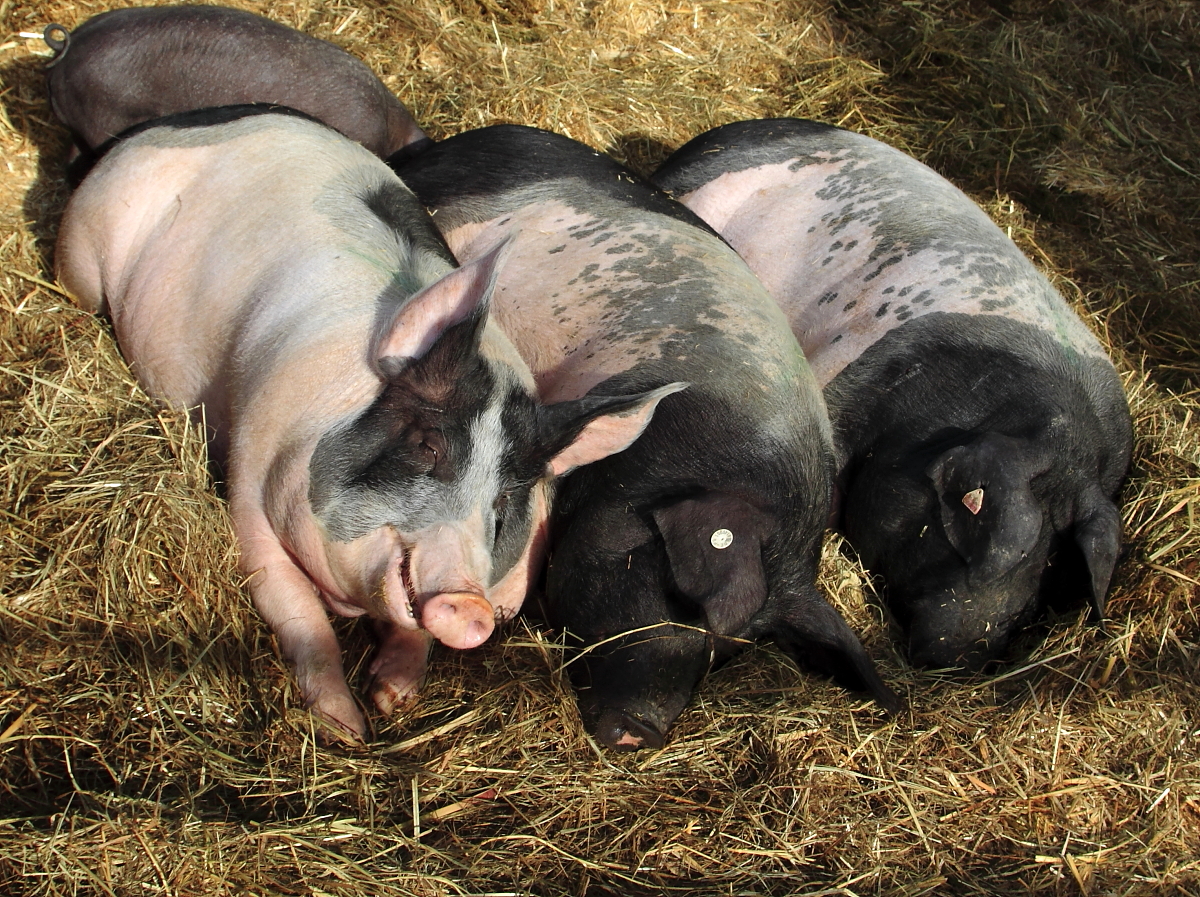 Siesta und immer mit der Ruhe.