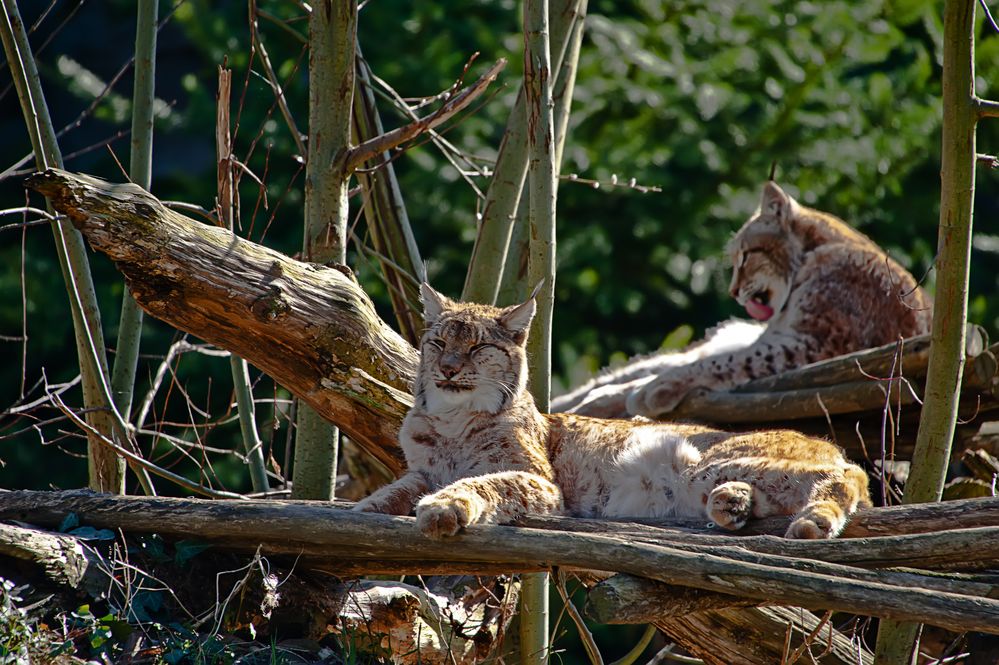 Siesta und Körperpflege